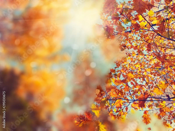 Fototapeta autumn background forest with oak birch trees and sunny beams