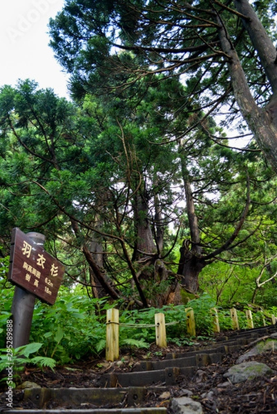 Fototapeta 大佐渡石名天然杉、羽衣杉