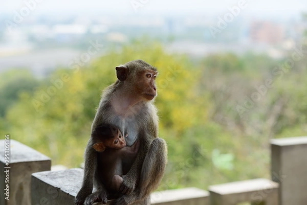 Fototapeta Monkey Asia Thailand