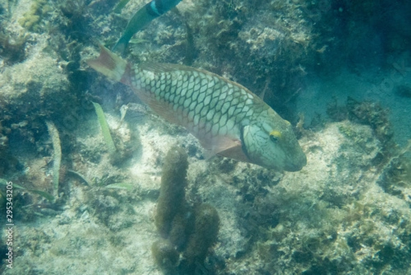 Fototapeta parrot fish at the sea