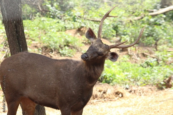 Fototapeta deer