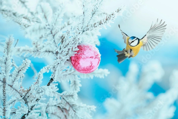 Obraz new year holiday postcard with a bird lazorevka flies spreading feathers and wings at the glass blue ball on the branch of a spruce tree in the winter snow Park