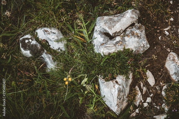 Fototapeta lichen on rock