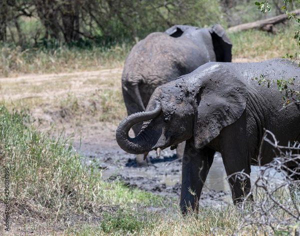 Fototapeta Elephants in the mud