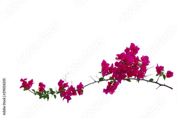 Fototapeta Bougainvilleas branch isolated on white background.Clipping path.