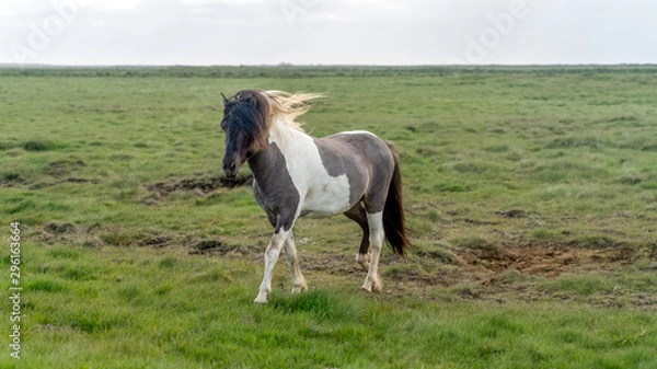 Fototapeta Icelandic horse with long hair galloping on a green field