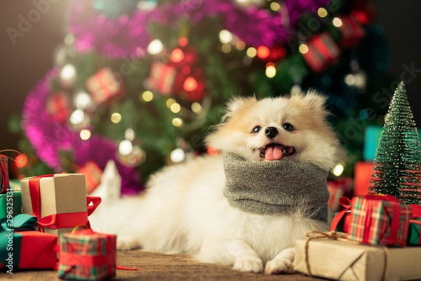 Fototapeta cute white color  small dog sit relax near present gift box and christmas tree festive background concept