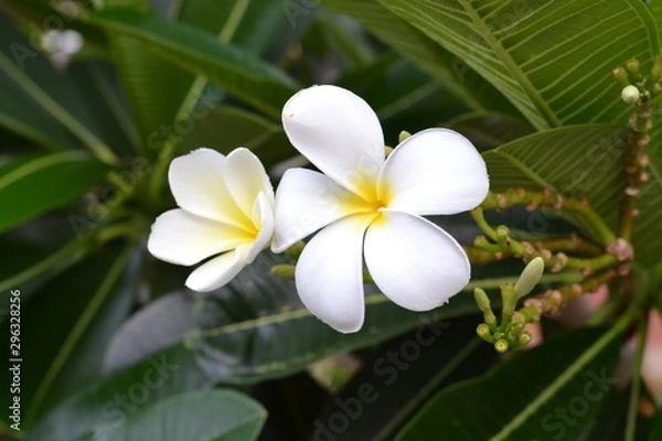 Fototapeta frangipani flower on a background