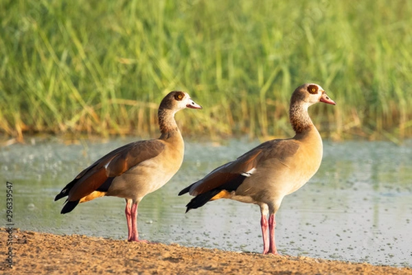 Fototapeta egyptian geese