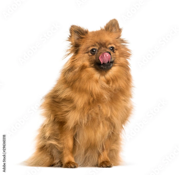 Fototapeta Keeshond sitting against white background