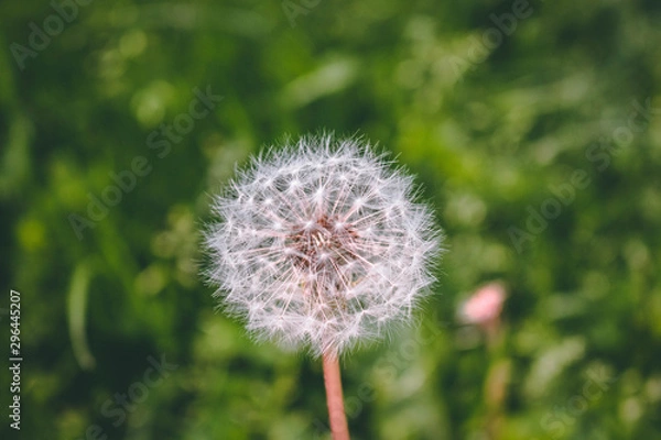 Fototapeta dandelion on background of green grass