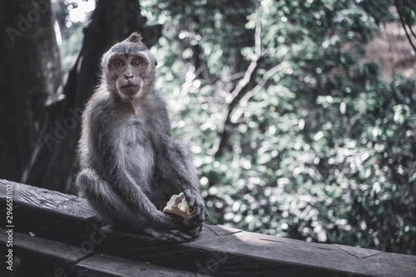 Fototapeta Monkey forest, Ubud.