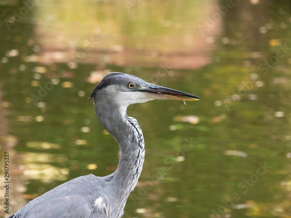 Fototapeta Heron bird in park of Maksimir located in Zagreb