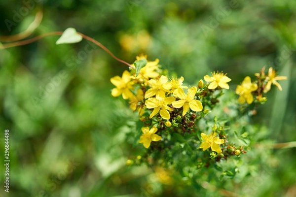 Fototapeta Yellow flowers in the garden