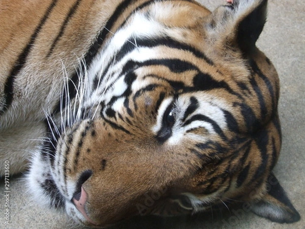 Fototapeta tiger resting