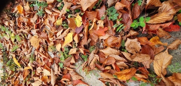 Fototapeta Beautiful autumn landscape. Much yellow, red and green leaves in a forest. Foliage background.