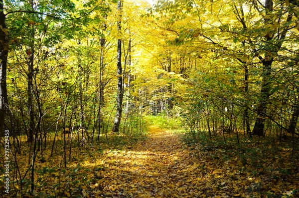 Fototapeta Autumn. Fall. Autumnal Park. Autumn Trees and Leaves in sun light