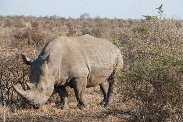 Fototapeta A rhino, rhinoceros grazing in an open field in South Africa. Wild animal on a background of wild landscape.