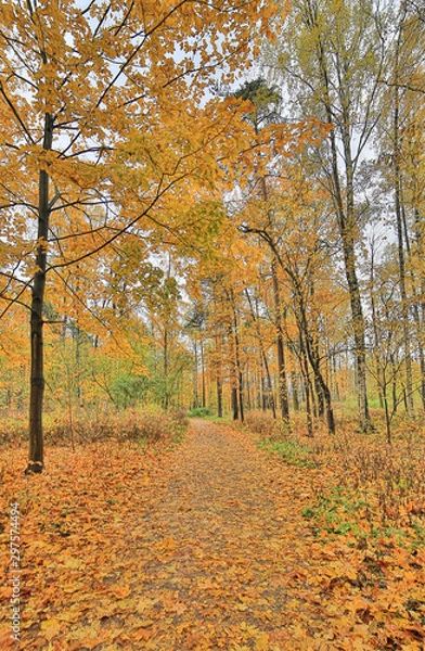 Fototapeta dark yellow maple leaves in autumn forest