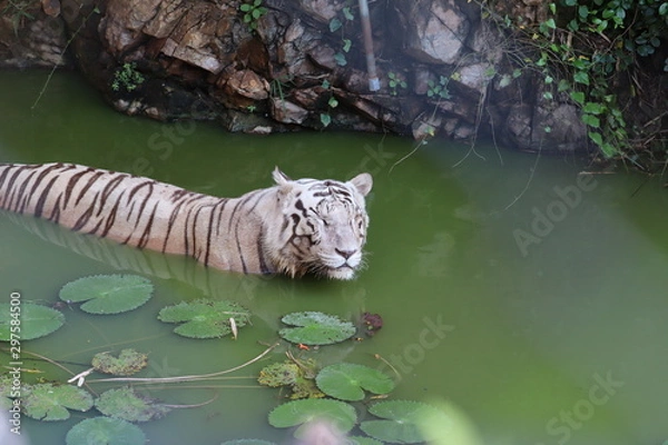 Fototapeta Closeup Portrait shot of a White Tiger.white siberian tiger swimming. - Image