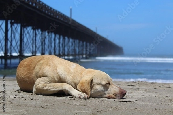 Fototapeta Perro en la playa cerca del muelle de la playa de Pimentel