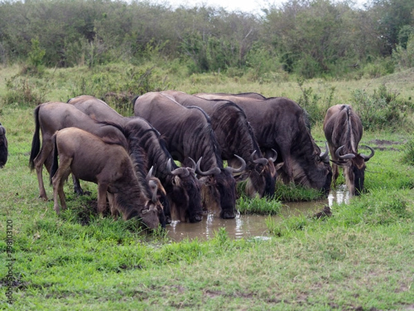 Fototapeta Wildebeest, Connochaetes taurinus,