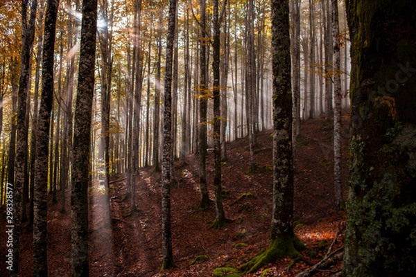 Fototapeta Primo sole nel bosco