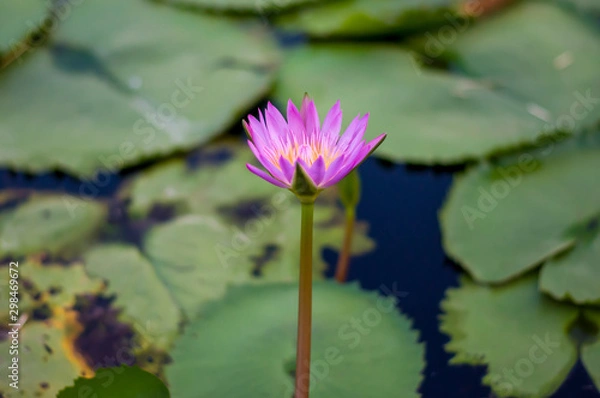 Fototapeta Lotus flower in the park