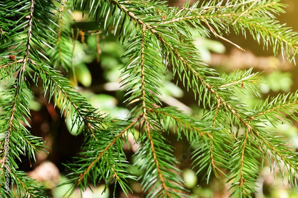 Fototapeta Green pine branches with needles in the forest. Natural bright background.