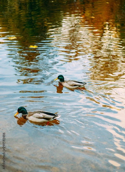 Fototapeta ducks