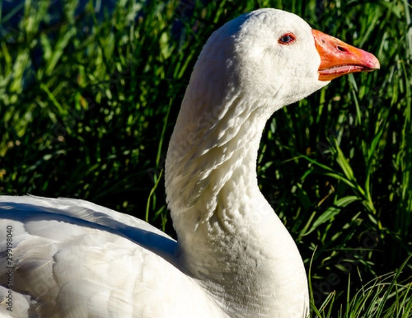 Fototapeta White Goose