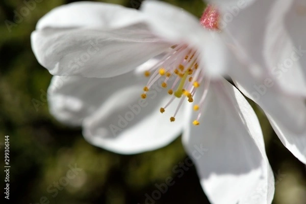 Fototapeta 桜