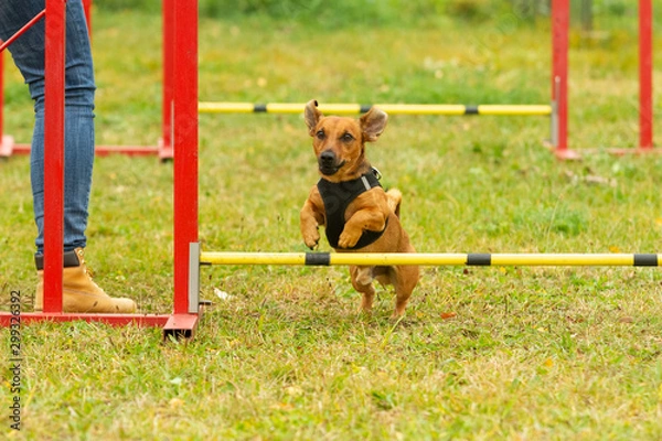 Fototapeta A young brown mixed breed dog learns to jump over obstacles in agility training. Age 2 years.