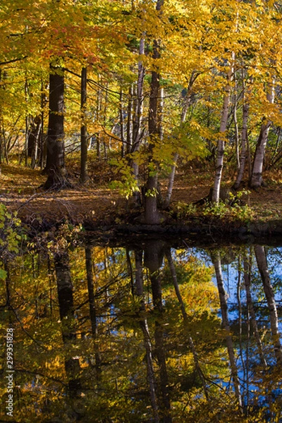 Fototapeta   Mont-Saint-Bruno national park in autumn