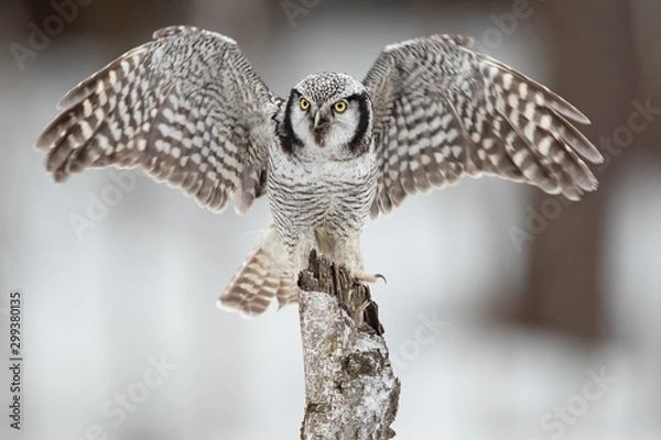 Fototapeta northern hawk-owl (Surnia ulula) is a medium sized true owl of the northern latitudes. It is non-migratory and usually stays within its breeding range, though it sometimes irrupts southward.