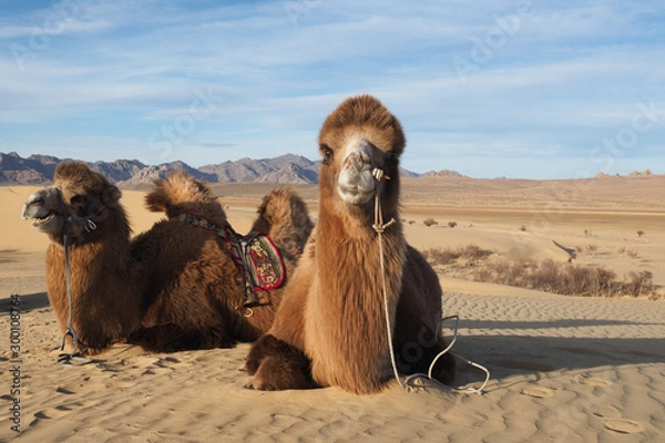 Obraz Camel on a desert