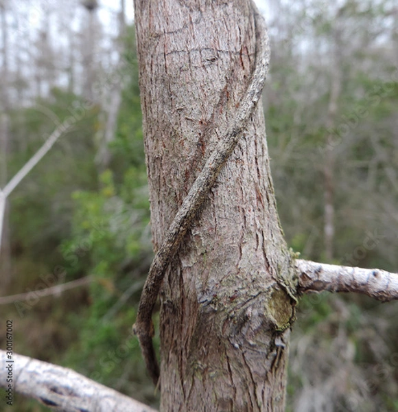 Fototapeta Peculiar Tree Branches in the Everglades National Park Florida, USA