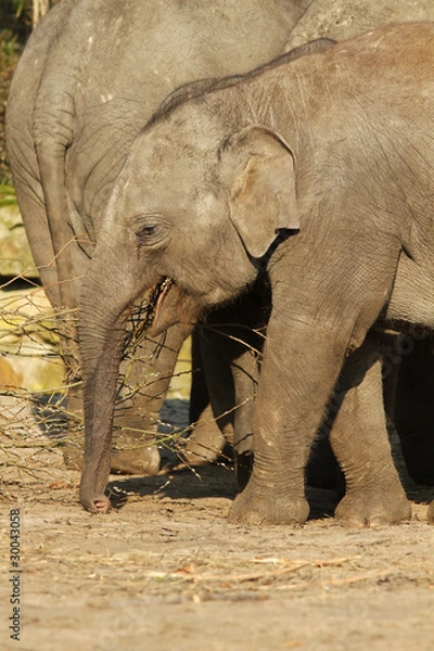 Fototapeta Elephant eating