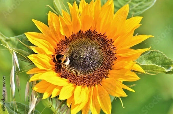 Fototapeta sunflower and bee