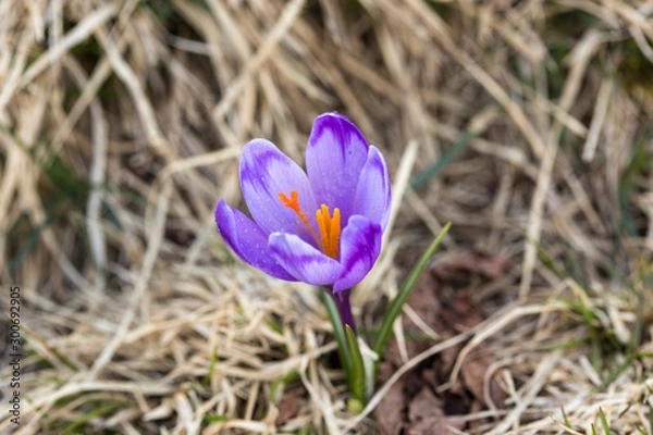 Fototapeta crocus flower on the mountain slopes in spring after snow melts