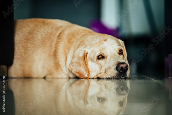 Fototapeta Labrador retriever laying on the floor trying  to get some sleep with sleepy eyes