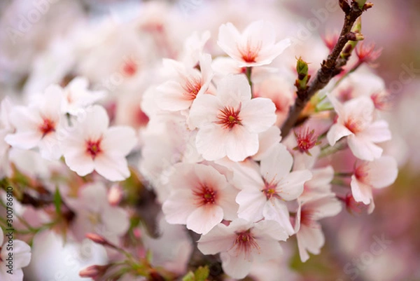 Fototapeta Pink flowers on a tree