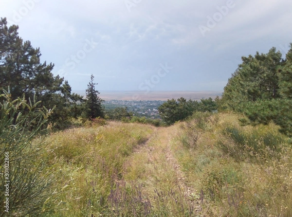 Fototapeta Forest landscape