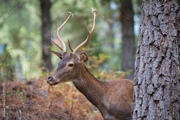 Fototapeta common deer (Cervus elaphus), also called European deer, red deer. Malaga, Spain.