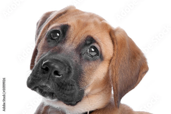 Fototapeta mixed breed puppy. mix from a boxer and a labrador