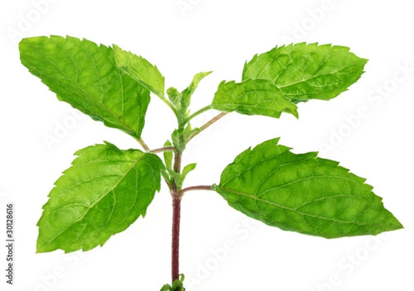 Fototapeta Medicinal holy basil or tulsi leaves over white background