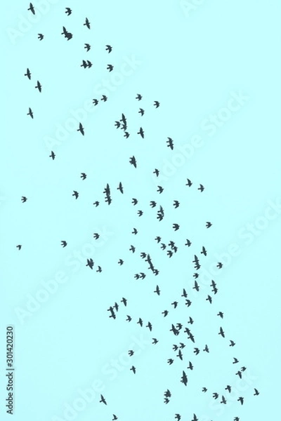 Fototapeta Flock of birds on a background of blue sky