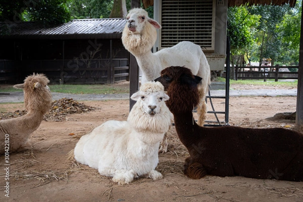 Fototapeta Alpaca group In Alpaca Hill. This alpaca born in Thailand.