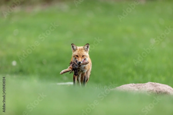 Fototapeta Fox cubs playing in a field in Quebec, Canada.