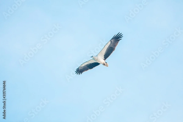 Fototapeta Haliaeetus leucogaster flying in the sky in Hong Kong